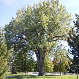 arbol de Populus deltoides