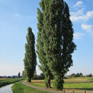 arbol de Populus nigra