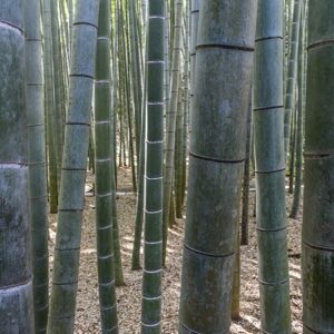 bambu jardín japones