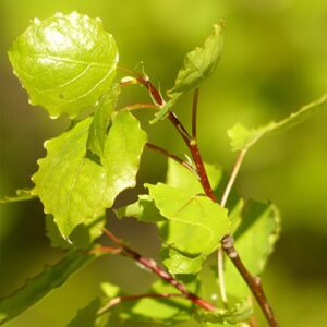 hoja del Populus tremula