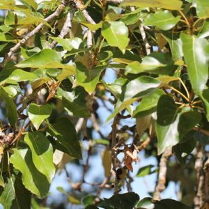 hoja del Populus trichocarpa