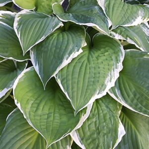 hojas de hosta