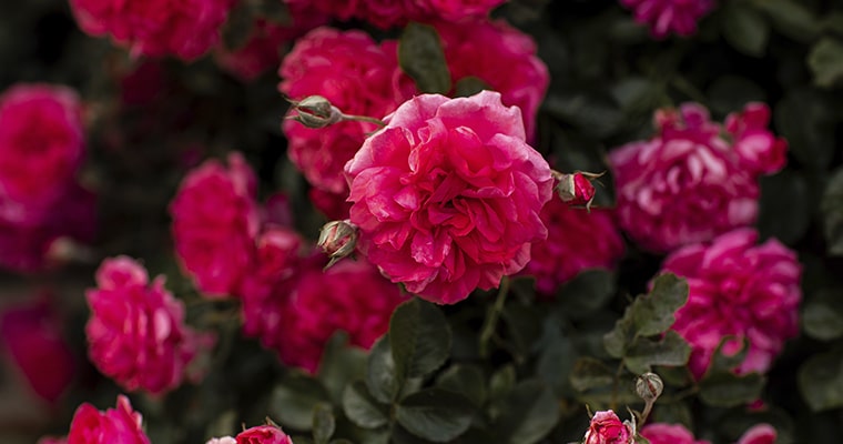 Rosa Bourbon