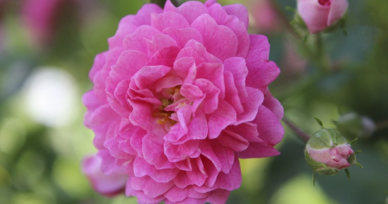 Rosa Damascena