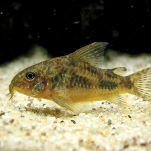 Corydora paleatus Coridoras