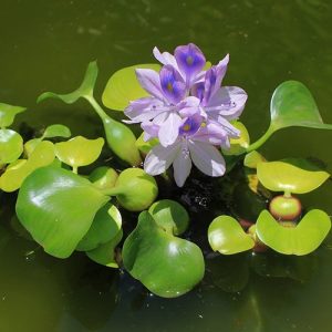 Jacinto de agua Eichohornia Crassipes
