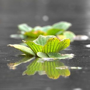 Lechuga de agua Pistia stratiotes