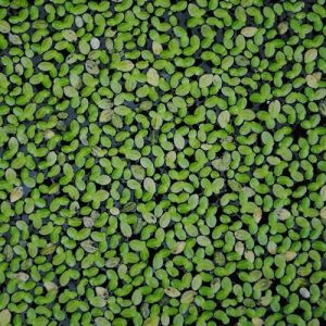 Lenteja de agua Lemna Minor