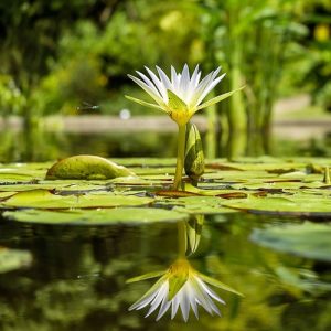 Lirio de agua Iris Pseudacorus