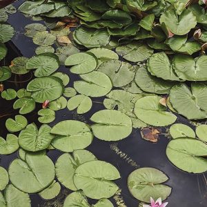 Nenúfares Nymphea Ortorum