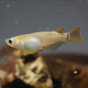 Oryzias latipes Pez arroz japonés