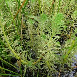 Oxigenadora acuática Myriophyllum Verticillatum