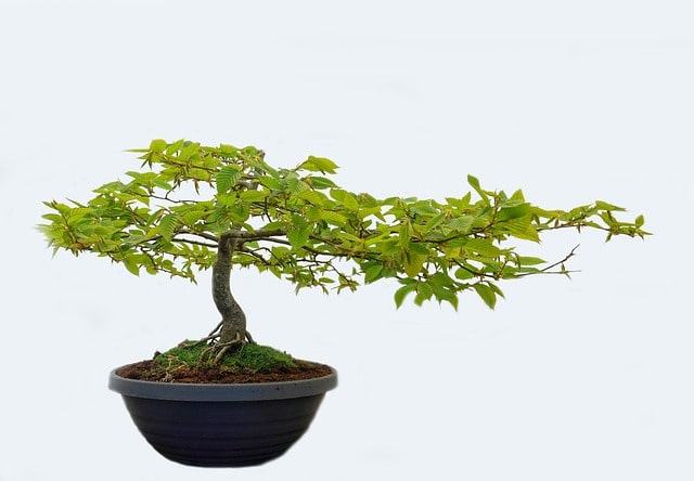 bonsai arboreo