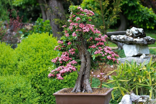 bonsai arbustivo