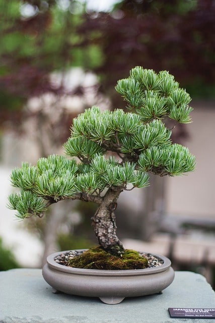 bonsai conifero