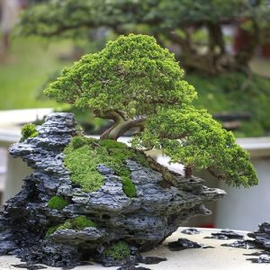 bonsai en el exterior