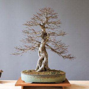 bonsai sin hojas