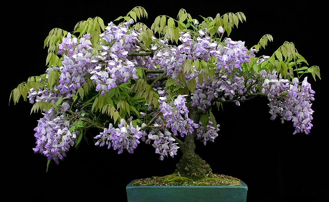 bonsai trepadora