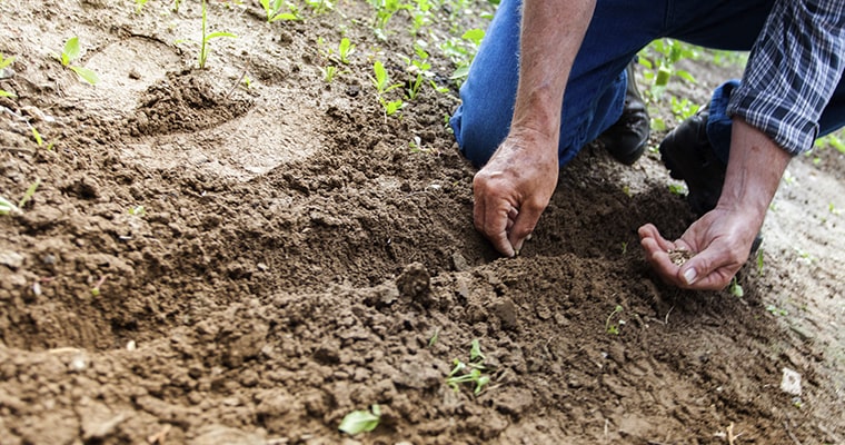 cultivando huerto por salud