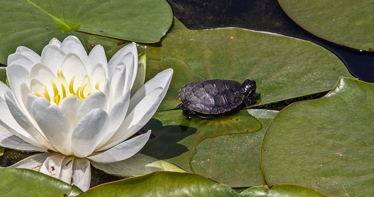 fauna en los jardines acuáticos