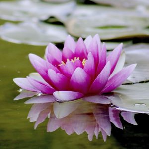 flor de loto acuatica