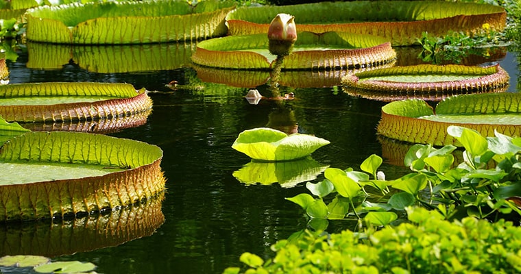 jardin acuatico de exteriores