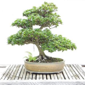 maceta o cuenco para un bonsai