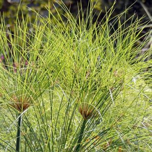 papiro planta