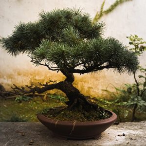 planta bonsai