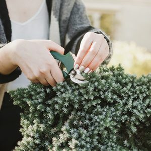 poda de un bonsai