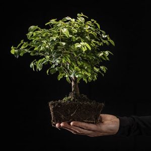 transplante de un bonsai