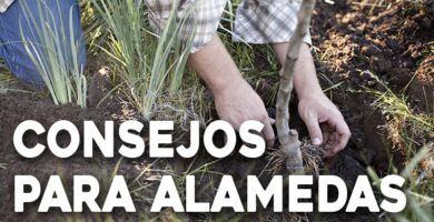 consejos a la hora de crear alamedas