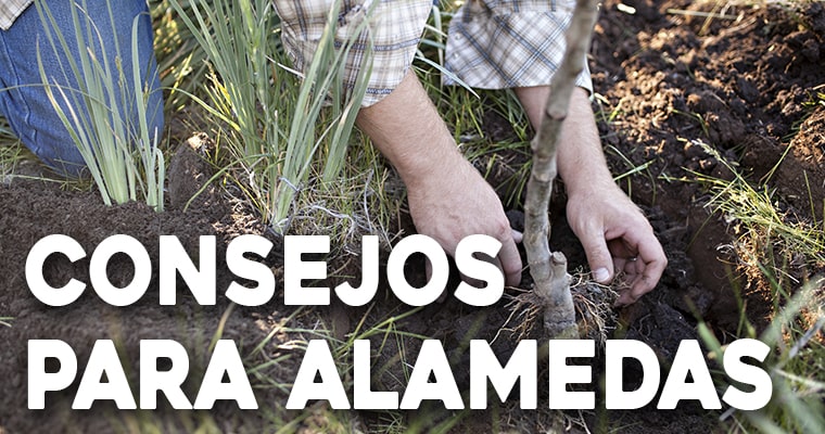 consejos a la hora de crear alamedas