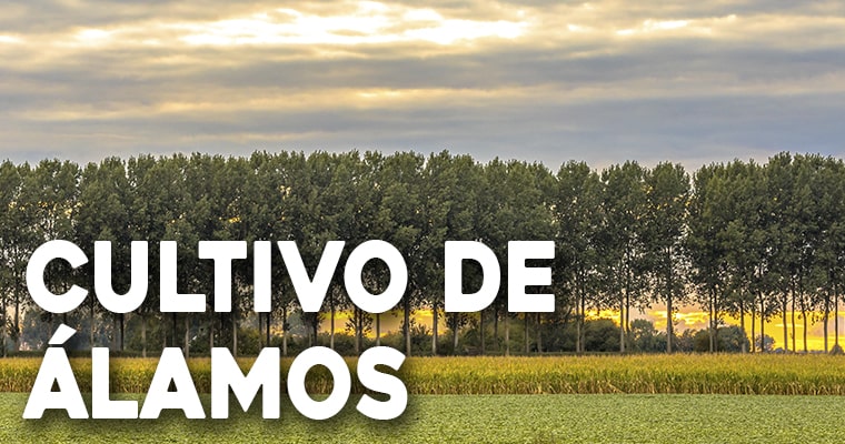 cultivo de alamos