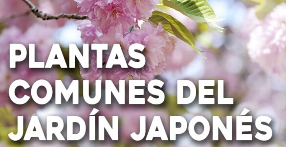 plantas comunes del jardín japonés