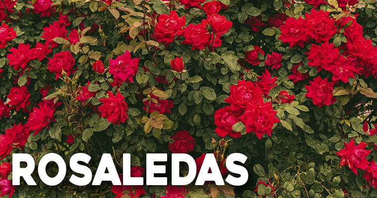rosaledas decora tu jardín