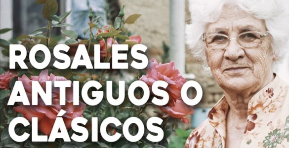 rosales antiguos o clásicos