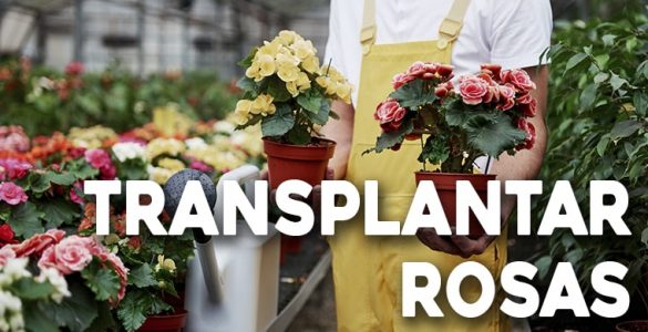 guia para el transplante de rosas