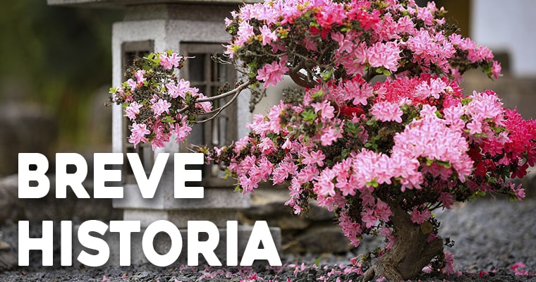 breve historias de los jardines bonsais