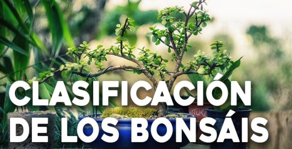 clasificacion de los bonsais