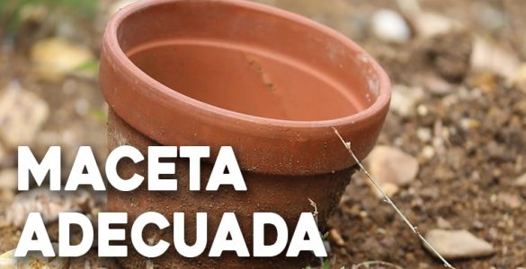 como elegir la maceta adecuada para tu planta