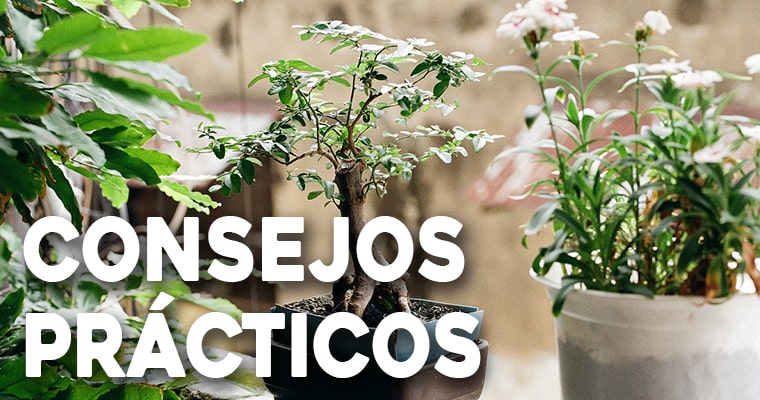 consejos básicos para cultivar bonsais en casa