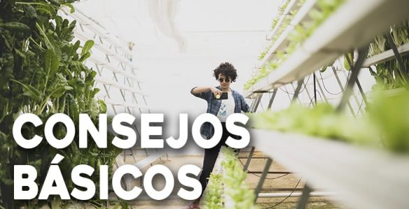 consejos basicos para huertos hidroponicos