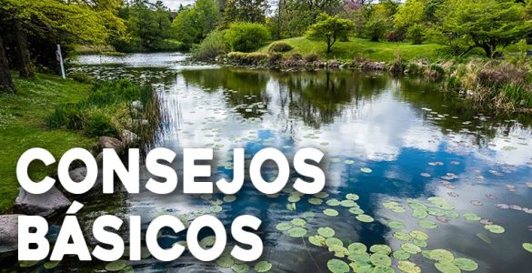 consejos basicos para jardines acuaticos