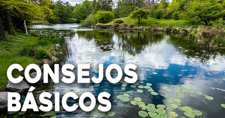 consejos basicos para jardines acuaticos
