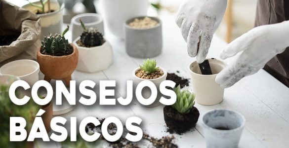 consejos basicos para jardines en maceta