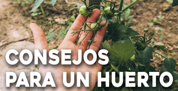 consejos para tener un huerto