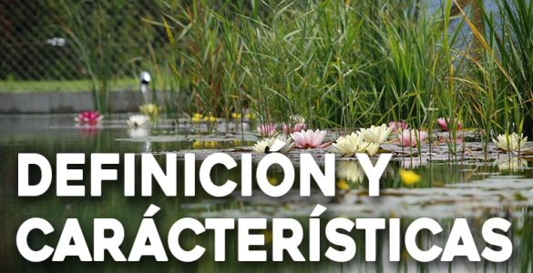 definicion y características de los jardines acuaticos