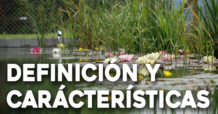 definicion y características de los jardines acuaticos