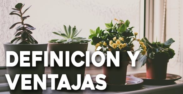 definición y ventajas de la jardinería en macetas